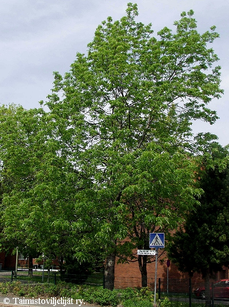 Fraxinus excelsior, lehtosaarni